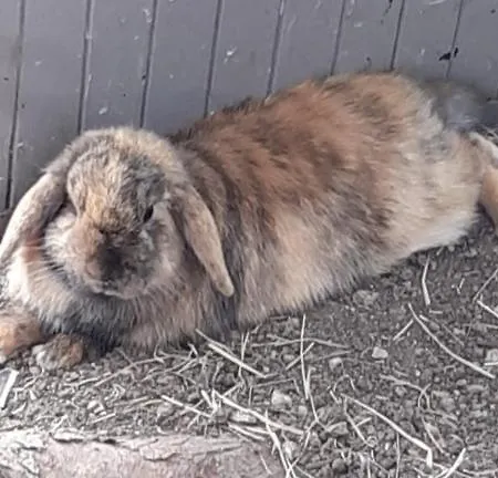 L'endroit : De Jardin Adapte Pmr 40m2 Aigrefeuille-dʼAunis