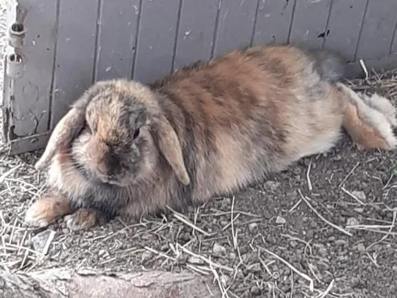 L'endroit : De Jardin Adapte Pmr 40m2 Aigrefeuille-d'Aunis